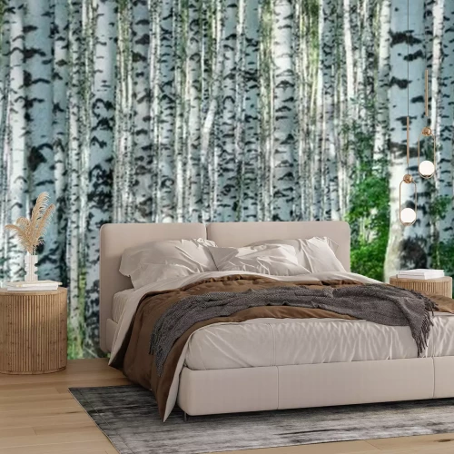 Papier peint  Une journée ensoleillée dans un bosquet de bouleaux