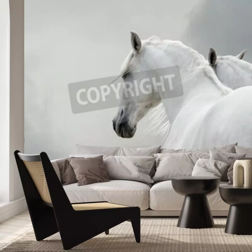 Papier peint  Deux chevaux sur fond gris