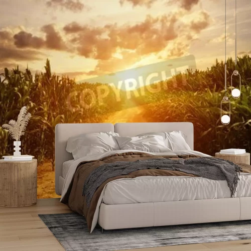 Papier peint  Lever de soleil sur un champ de maïs