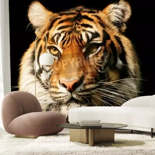 Papier peint  Tigre majestueux sur fond noir