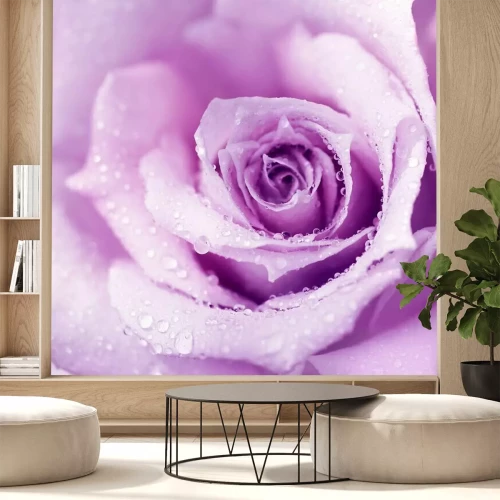 Papier peint  Rose recouverte de gouttes de rosée