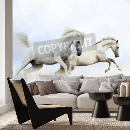 Papier peint  Deux chevaux qui sautent