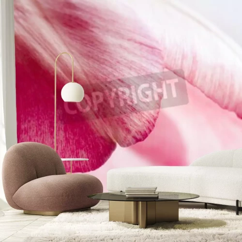 Papier peint  Pétales de tulipe gros plan