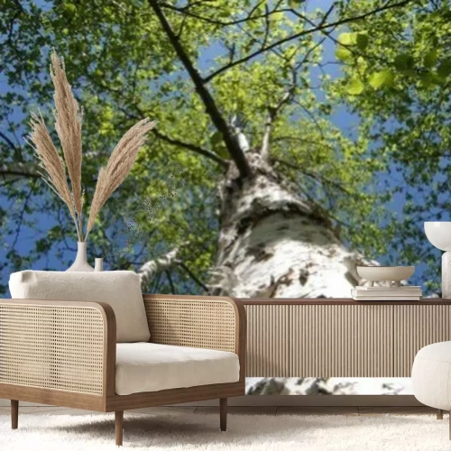 Papier peint  Bouleau grimpant vers le haut