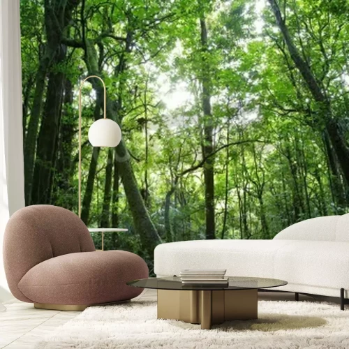 Papier peint  Les arbres de la forêt tropicale