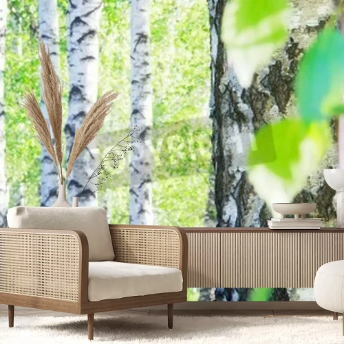Papier peint  Forêt de bouleaux en Russie