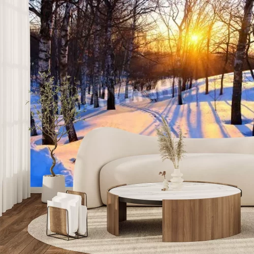 Papier peint  Bouleaux d'hiver au coucher du soleil