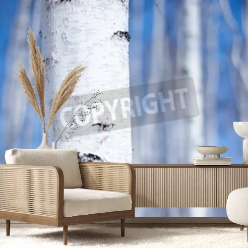 Papier peint  Gros plan sur l'écorce de bouleau