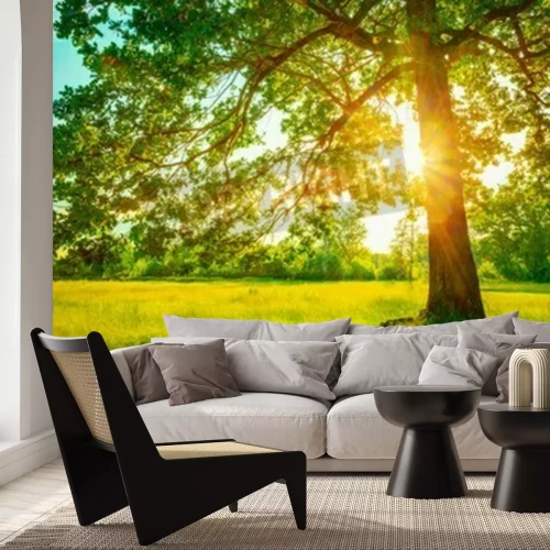 Papier peint  Lever de soleil derrière un arbre