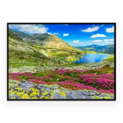 Poster  Une prairie fleurie située en haute montagne