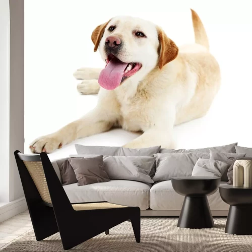 Sticker  Labrador avec la langue qui sort