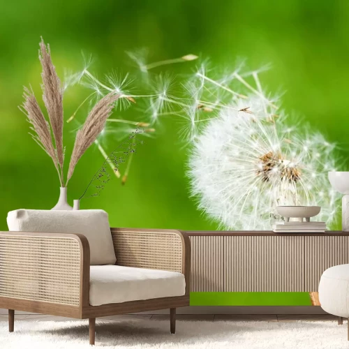 Papier peint  Pissenlit et la nature