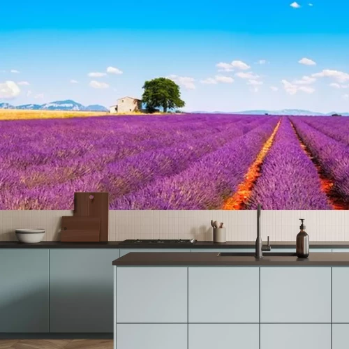 Sticker  Champs de lavande en Provence