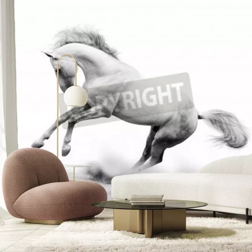 Papier peint  Cheval dans la poussière blanche