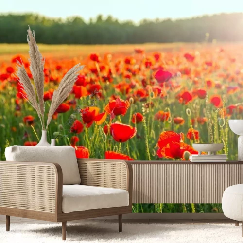 Papier peint  Champ de coquelicots au lever du soleil