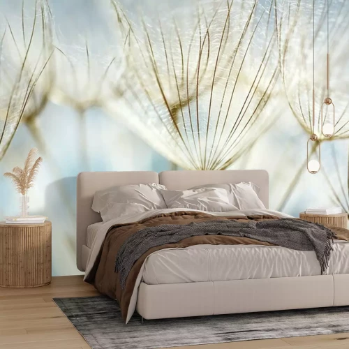 Papier peint  Gros plan sur un pissenlit duveteux