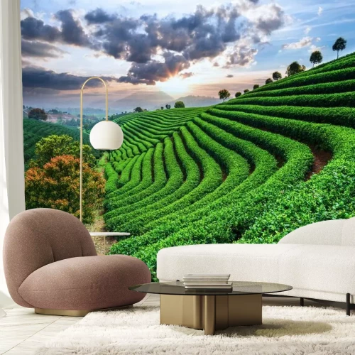 Papier peint  Plantations de thé en Asie