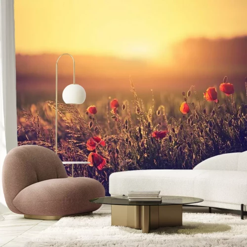 Papier peint  Champ de coquelicots et coucher du soleil