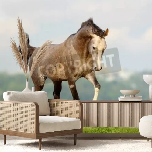Papier peint  Cheval gris qui court