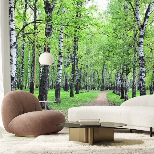 Papier peint  Bouleaux au bord du chemin