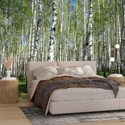 Papier peint  Une forêt pleine de bouleaux