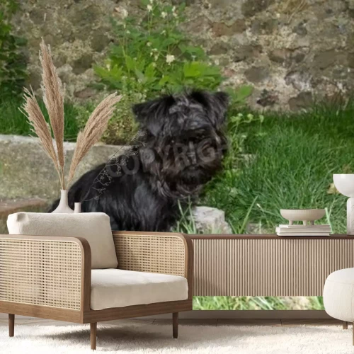 Papier peint  Chien sur fond de mur en béton