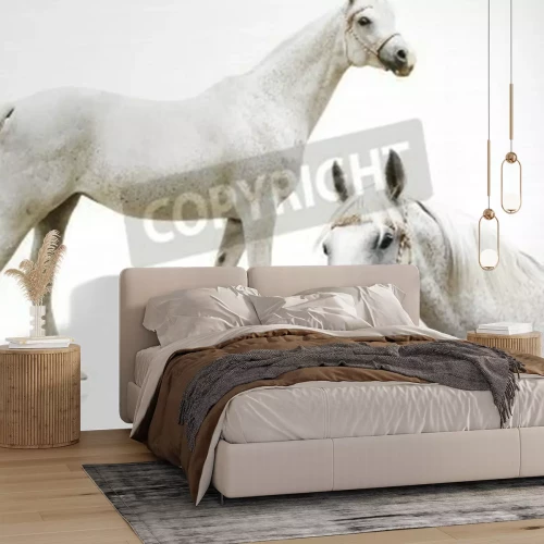 Papier peint  Chevaux blancs arabes