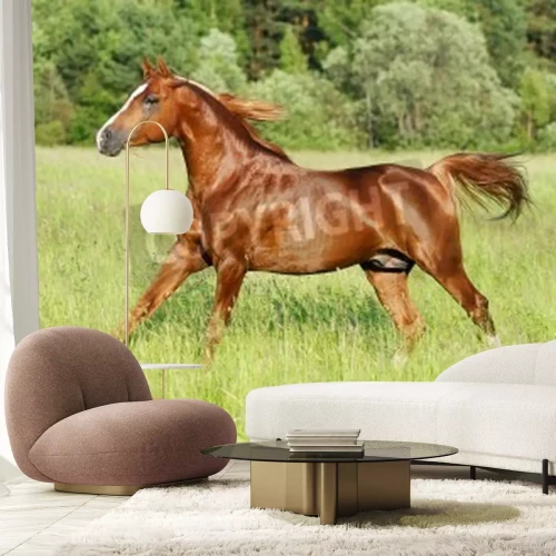 Papier peint  Cheval noir au galop