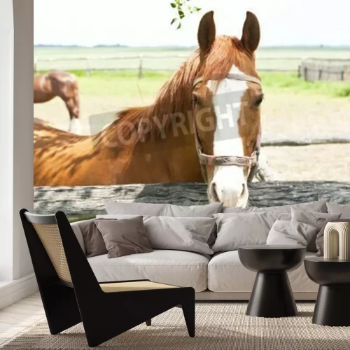 Papier peint  Cheval devant un enclos en bois