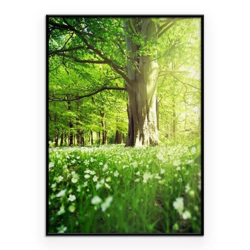 Poster  Une forêt de feuillus printanière pleine de verdure fraîche