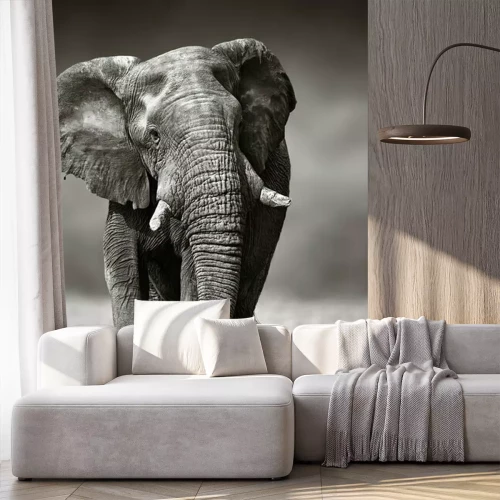 Papier peint  Elephant approche de l'avant