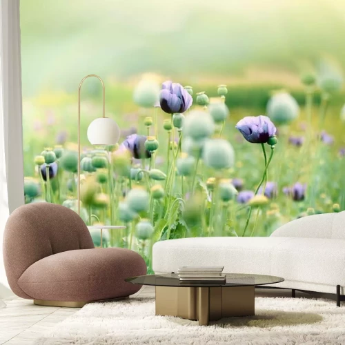 Papier peint  Coquelicots couleur lilas dans un champ