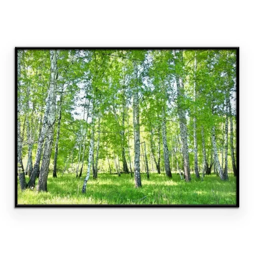 Poster  Forêt de bouleaux