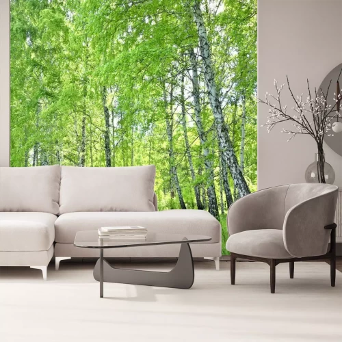 Papier peint  Forêt de bouleaux