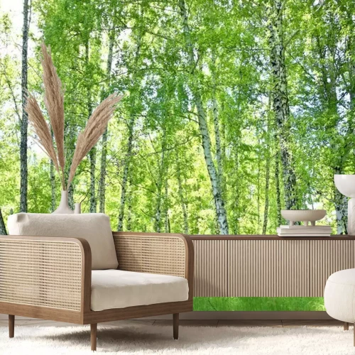 Papier peint  Forêt de bouleaux