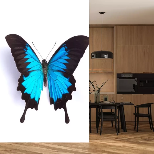 Sticker  Papillon bleu sur fond blanc