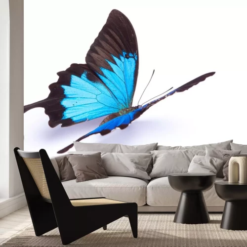 Sticker  Papillon assis sur fond blanc