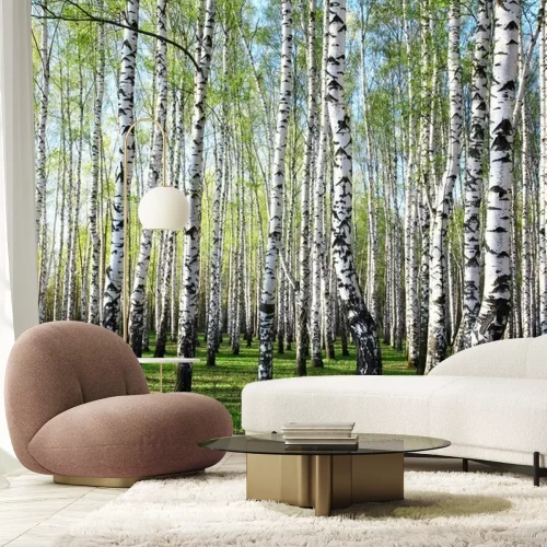 Papier peint  Verdure et bouleaux
