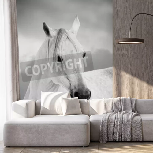 Papier peint  Cheval arabe fond gris