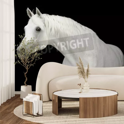 Papier peint  Cheval arabe sur fond noir