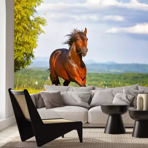 Papier peint  Un cheval galopant dans un pré par une journée ensoleillée