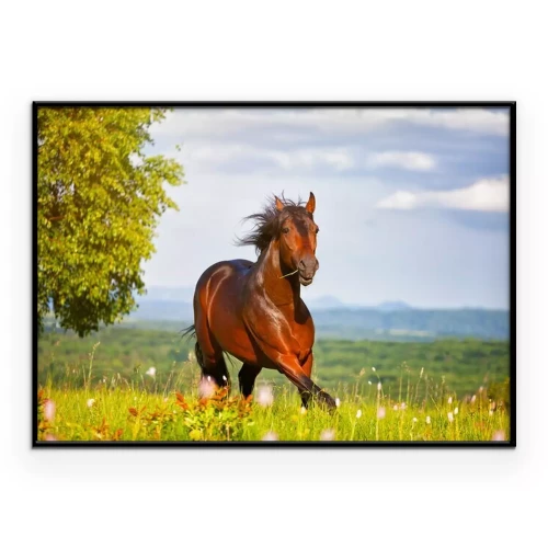 Poster  Un cheval galopant dans un pré par une journée ensoleillée