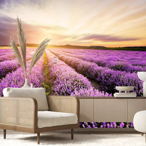 Papier peint  Lavande Sunrise