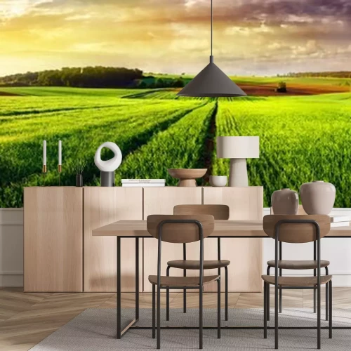 Papier peint  Panorama d'un champ vert au coucher du soleil