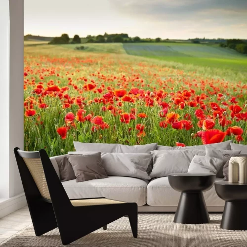 Papier peint  Champ de coquelicots au coucher du soleil