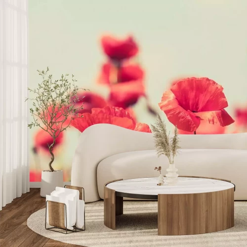 Papier peint  Coquelicots rouges sur fond flou