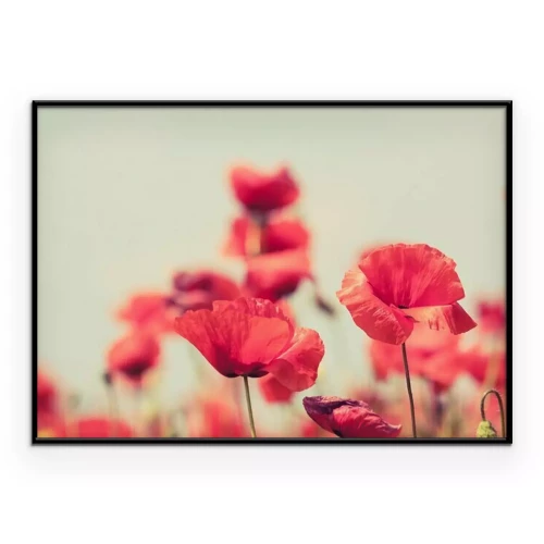 Poster  Coquelicots rouges sur fond flou