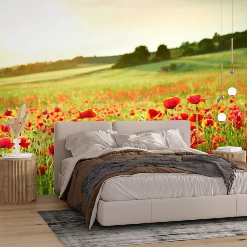 Papier peint  Coquelicots et paysage au soleil