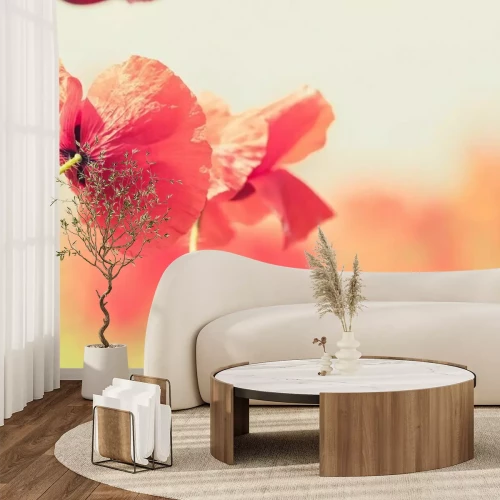 Papier peint  Gros plan sur des coquelicots