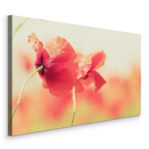 Tableau  Gros plan sur des coquelicots